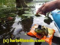 /home//u458753944/public_html/sourcegallery////Frogs/Bullfrogs 2016-08 Ontario/P8140132.JPG